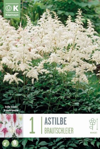 Astilbe Brautschleier