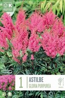 Astilbe (Bulb)