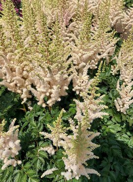 Astilbe Creamy Pearls 5 Litre
