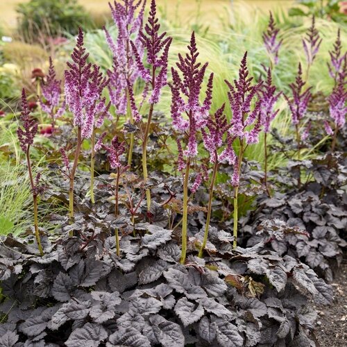 Astilbe Dark Side Of The Moon 2 Litre