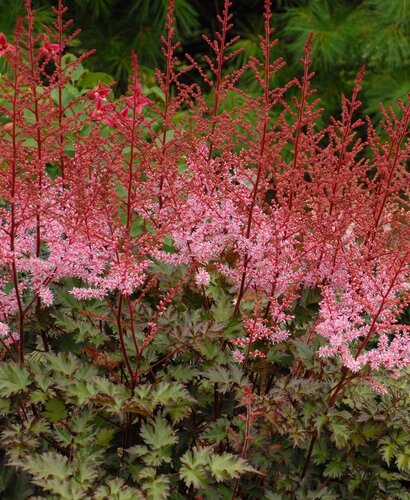 Astilbe Delft Lace 3 Litre