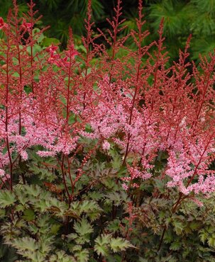 Astilbe Delft Lace 3 Litre