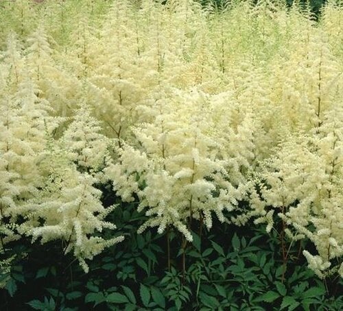 Astilbe Ellie 3 Litre