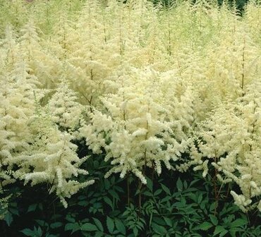 Astilbe Ellie 3 Litre