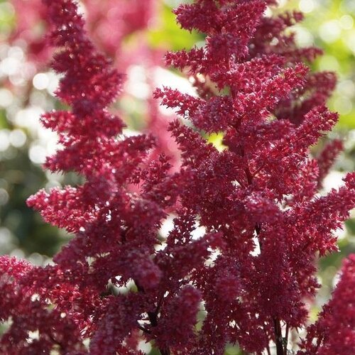 Astilbe Fanal 3 Litre