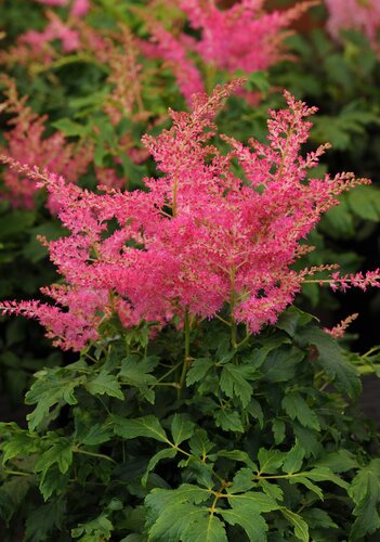 Astilbe Freya 5 Litre