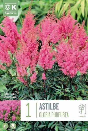 Astilbe Gloria Purpurea