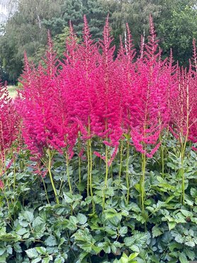 Astilbe Hot Pearls 5 Litre