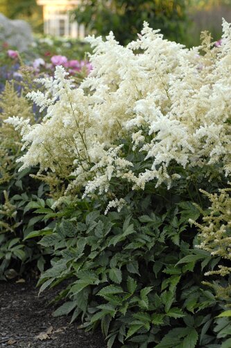 Astilbe Just Dance 3 Litre