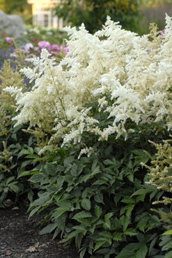 Astilbe Just Dance 3 Litre