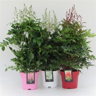 Astilbe Mixed 15cm