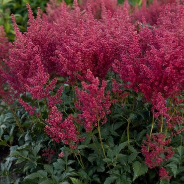 Astilbe Montgomery 5 Litre