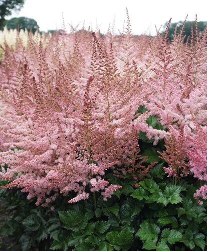 Astilbe Razzle Dazzle 3 Litre