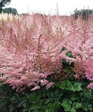 Astilbe Razzle Dazzle 5 Litre