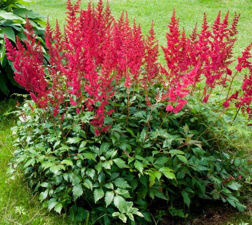 Astilbe Red Drumset 3 Litre