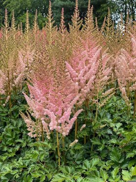 Astilbe Satin Pearls 5 Litre