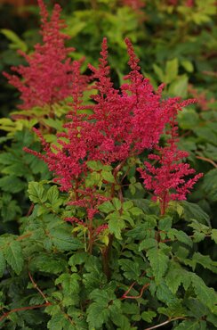 Astilbe Younique Carmine 2 Litre