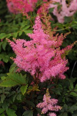 Astilbe Younique Pink 2 Litre