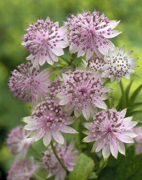 Astrantia Buckland 2 Litre