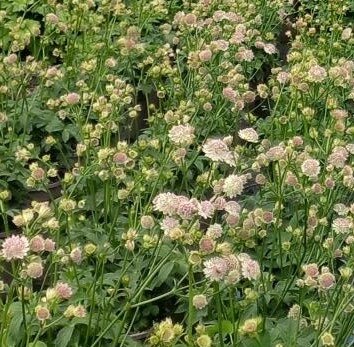 Astrantia Buckland 2 Litre