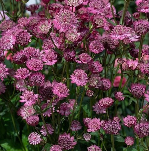 Astrantia Cerise Button 3 Litre
