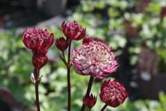 Astrantia Diamonds Red 3 Litre