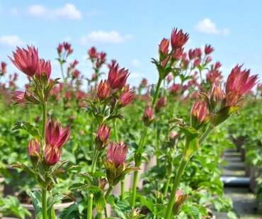 Astrantia Magical Red 3 Litre