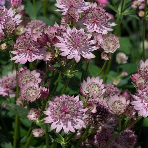 Astrantia Pink Button 3 Litre