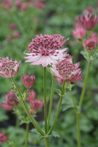 Astrantia Sparkling Star Pink 2 Litre