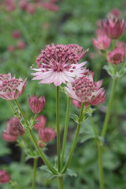 Astrantia Sparkling Star Pink 2 Litre