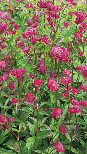 Astrantia Sparkling Star Red 2 Litre