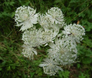 Astrantia Sparkling Star White 2 Litre