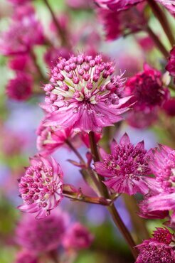Astrantia Star of Beauty 3 Litre