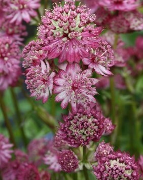 Astrantia Star of Beauty 3 Litre