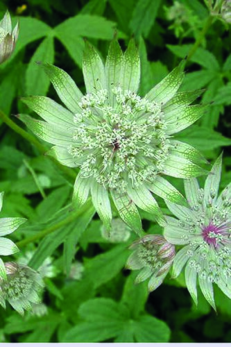 Astrantia Star of Billion 3 Litre