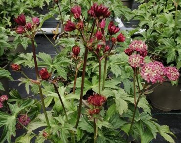 Astrantia Star of Love 3 Litre