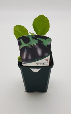 Aubergine Black Beauty 8.5cm pot