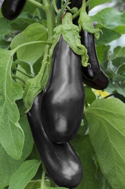 Aubergine Black Beauty 9cm