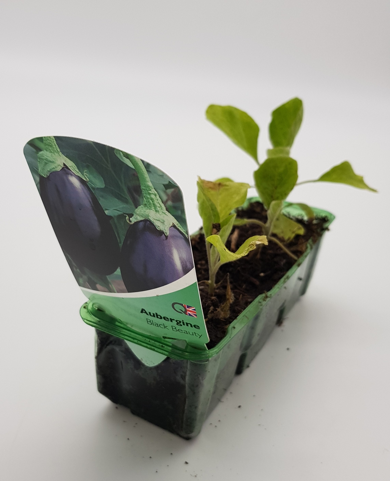 Aubergine Black Beauty Pack Stewarts Garden Centre