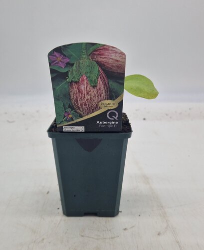 Aubergine Pinstripe 8.5cm