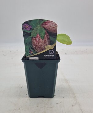 Aubergine Pinstripe 8.5cm