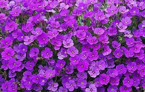 Aubrieta 1 Litre