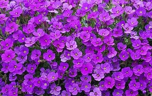 Aubrietia (Alpine) 6 Pack