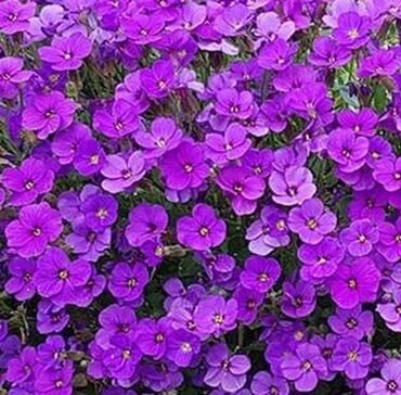 Aubrietia (Alpine) 6 Pack