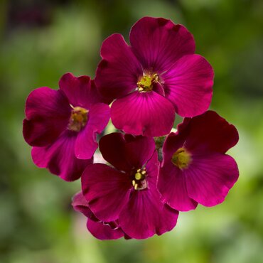 Aubrietia Red Six Pack