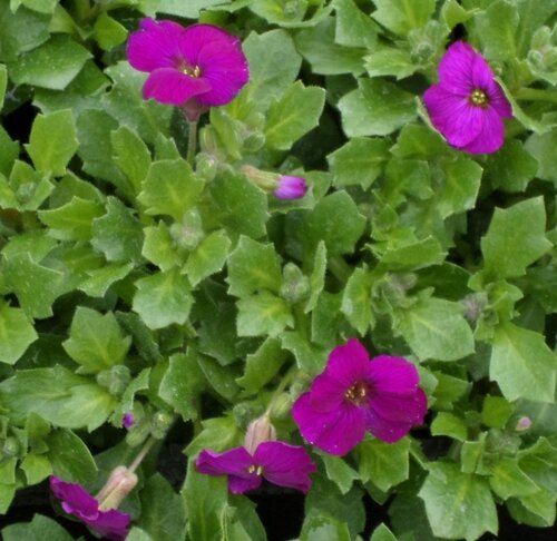 Aubrietia Red Six Pack