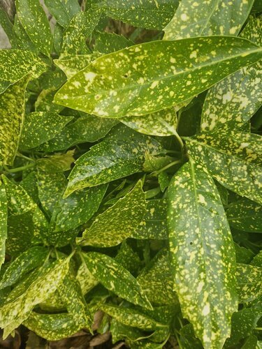 Aucuba 'Crotonifolia' 10 Litre