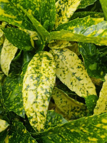 Aucuba Japonica Golden King 3 litre