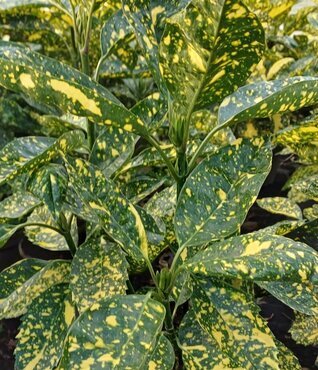 Aucuba japonica Mr Goldstrike 3 Litre