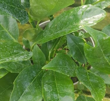 Aucuba japonica Rozannie 3 Litre